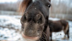 Терапия самых сильных: в Челябинске лошади помогают детям с ДЦП и ветеранам СВО