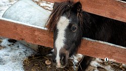 Терапия самых сильных: в Челябинске лошади помогают детям с ДЦП и ветеранам СВО