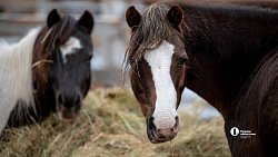 Терапия самых сильных: в Челябинске лошади помогают детям с ДЦП и ветеранам СВО