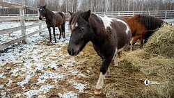 Терапия самых сильных: в Челябинске лошади помогают детям с ДЦП и ветеранам СВО