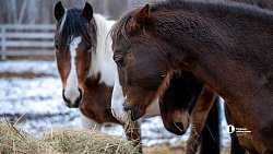 Терапия самых сильных: в Челябинске лошади помогают детям с ДЦП и ветеранам СВО
