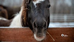 Терапия самых сильных: в Челябинске лошади помогают детям с ДЦП и ветеранам СВО