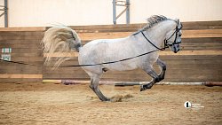 Терапия самых сильных: в Челябинске лошади помогают детям с ДЦП и ветеранам СВО
