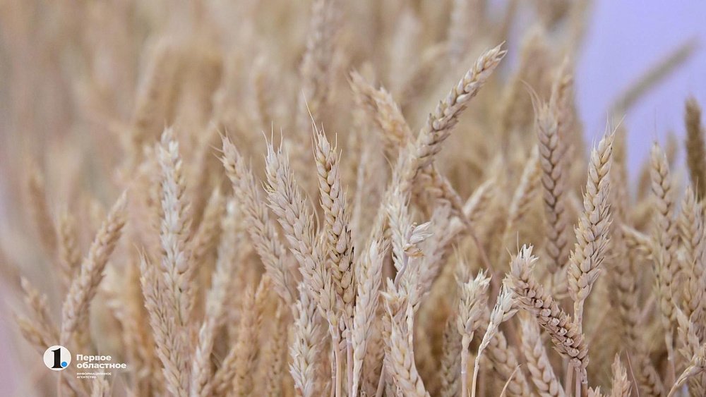 Аномально теплый ноябрь в Челябинской области не отразится на будущем урожае хлеба