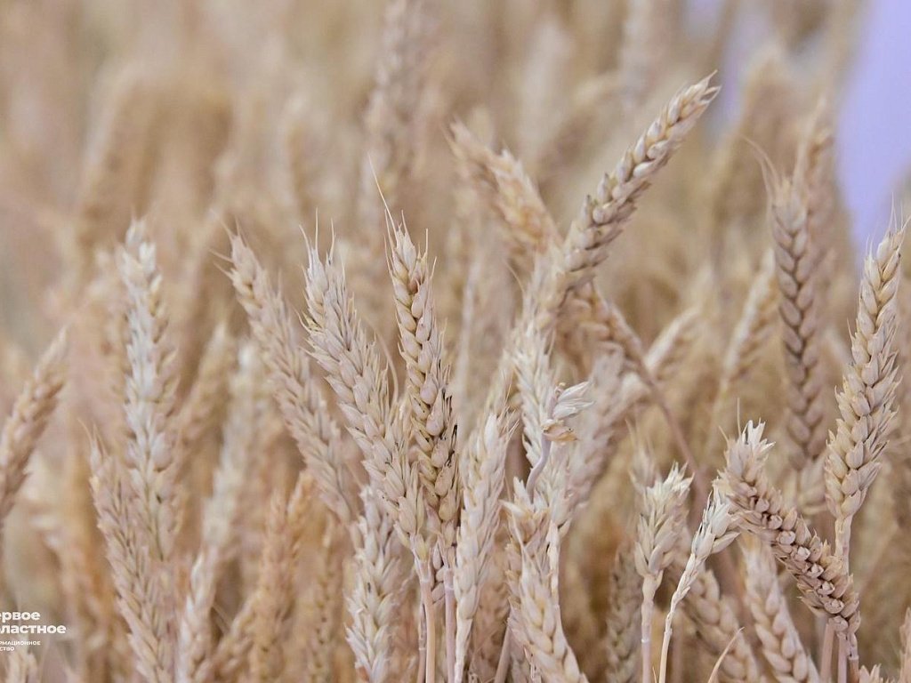 Аномально теплый ноябрь в Челябинской области не отразится на будущем урожае хлеба