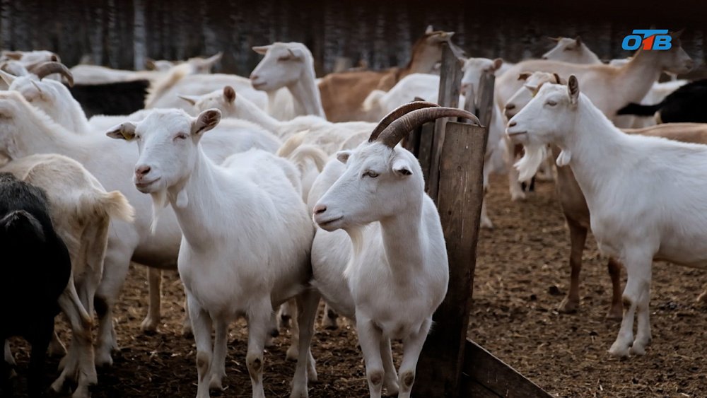 Маленькое хозяйство — большой экспорт: козья ферма Чернышевых выросла в бренд