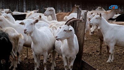 «Архангельская коза»