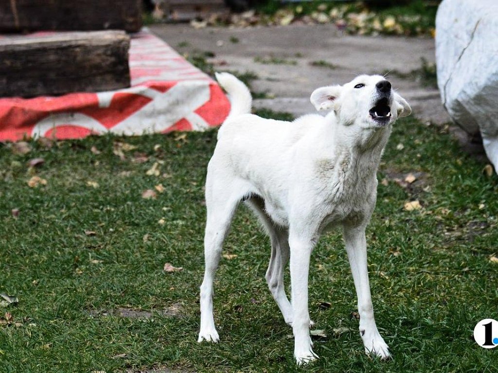 В Челябинске начнет работать новая служба по отлову бродячих собак