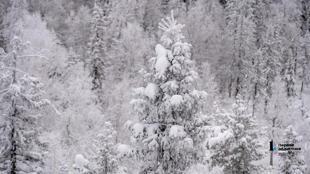 Леса Челябинской области взяли под усиленную охрану в предновогодний период