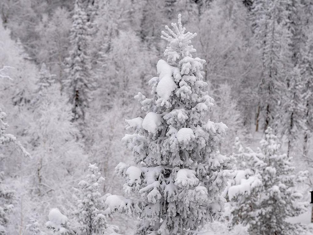 Леса Челябинской области взяли под усиленную охрану в предновогодний период