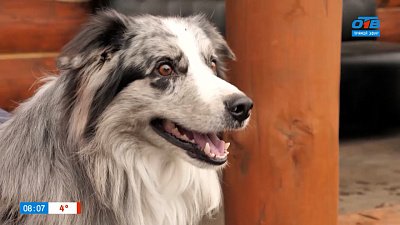 Бордер-колли в рубрике «Усы, лапы и хвост»