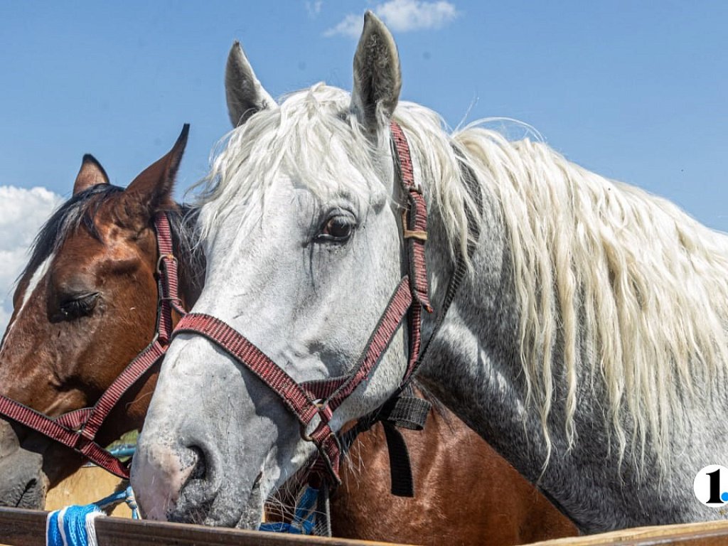Из Челябинской области пытались незаконно вывезти лошадей в Казахстан
