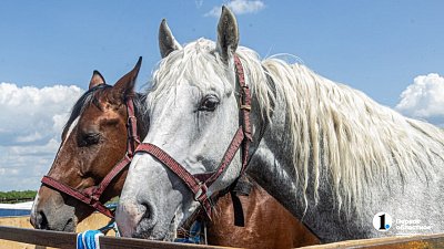 Из Челябинской области пытались незаконно вывезти лошадей в Казахстан