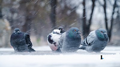 Южные потоки принесут на север Челябинской области снег 28 ноября