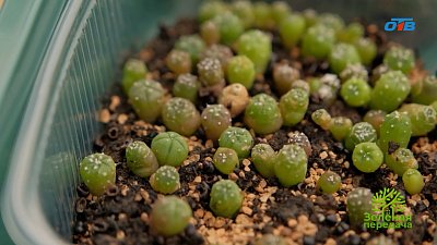 Как вырастить кактус из семян