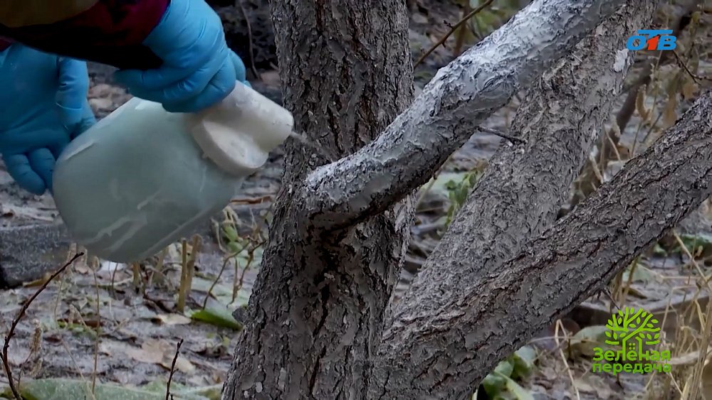 Список актуальных задач для сада и дома в декабре