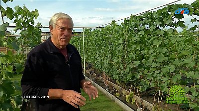 Известный виноградарь Южного Урала отметил 80-летний юбилей