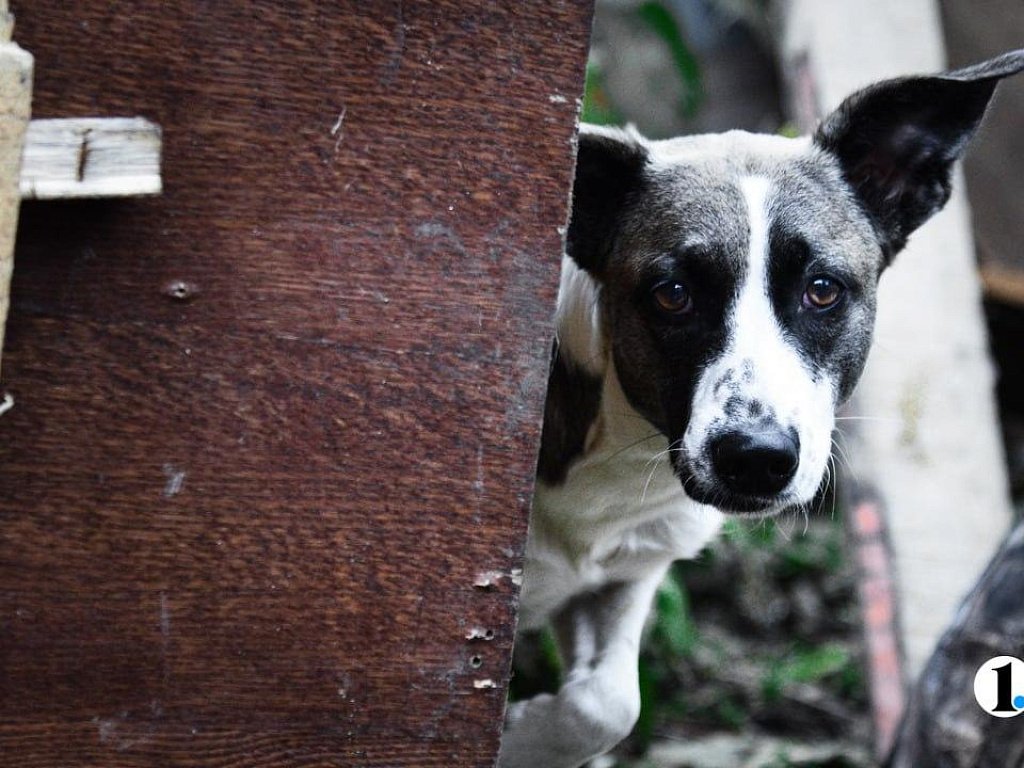 Жительница Миасса выгуливала собаку на крыше магазина