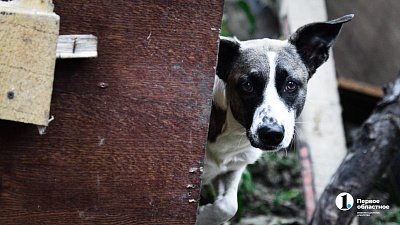 Жительница Миасса выгуливала собаку на крыше магазина