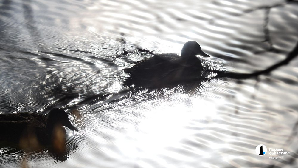 Температура в Челябинской области сохранится на 8 градусов выше нормы 29 ноября