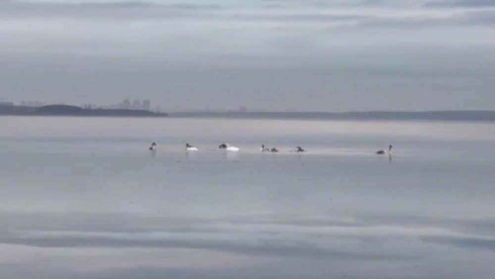 На берегу Шершневского водохранилища ищут шесть пропавших лебедей