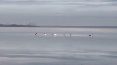 На берегу Шершневского водохранилища ищут шесть пропавших лебедей