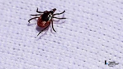 Клещи активизировались в Челябинской области в конце ноября