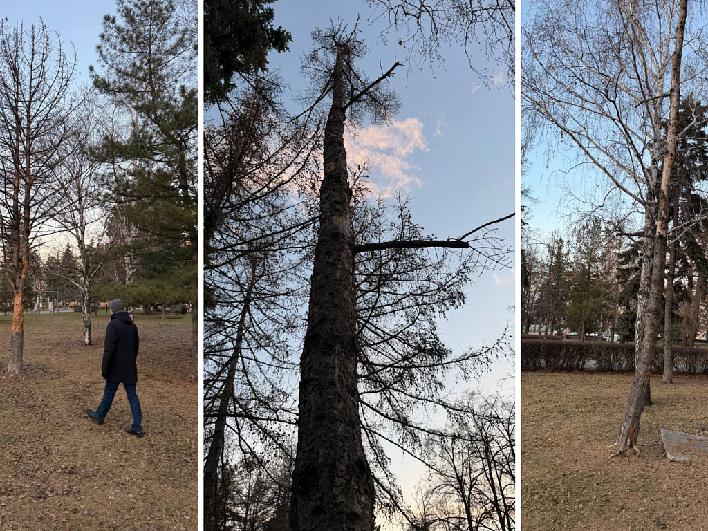 На площади Революции в Челябинске вырубят 11 погибших деревьев