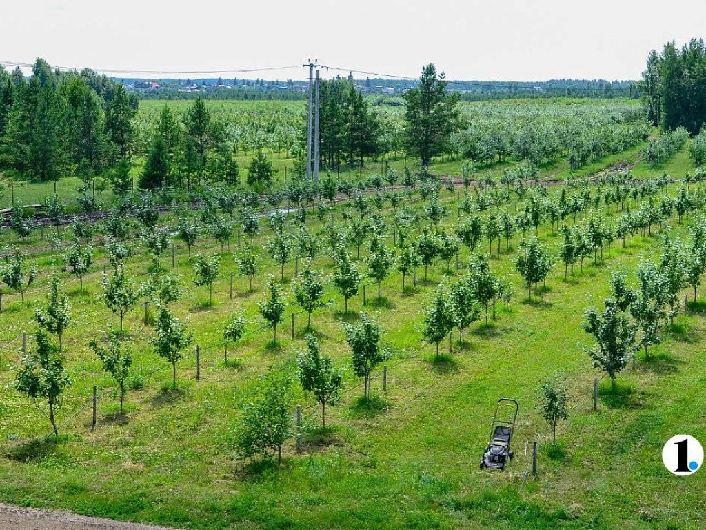 В Григорьевских садах спасают деревья от будущих заморозков после тепла