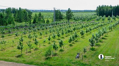 В Григорьевских садах спасают деревья от будущих заморозков после тепла