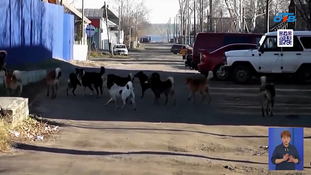 С начала следующего года в Челябинске стартует муниципальный отлов бродячих собак