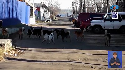 С начала следующего года в Челябинске стартует муниципальный отлов бродячих собак