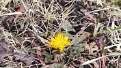 В Магнитогорске зацвели одуванчики в начале зимы