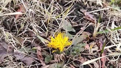 В Магнитогорске зацвели одуванчики в начале зимы