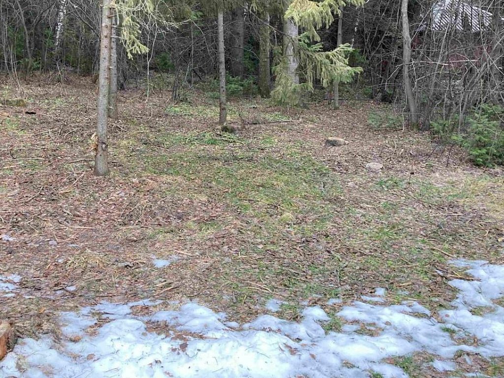 На Таганае медведи не могут залечь в спячку из‑за отсутствия снега