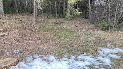 На Таганае медведи не могут залечь в спячку из‑за отсутствия снега