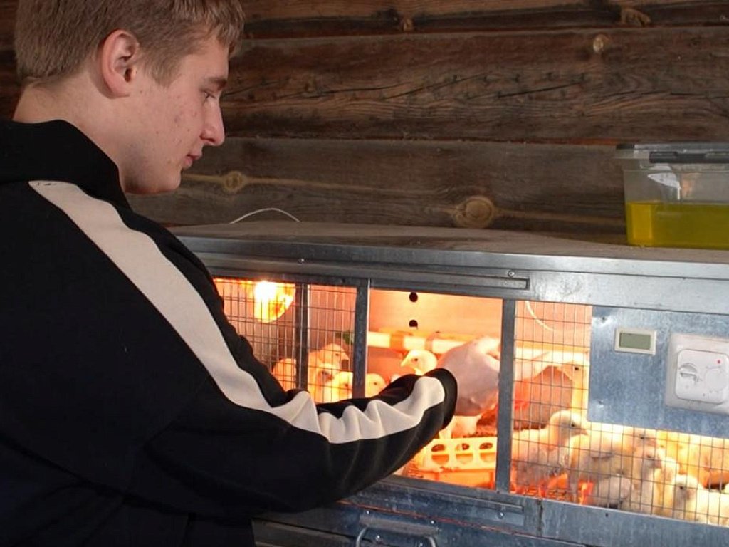 Школьник из Кыштыма строит новую птицеферму после прямой линии губернатора