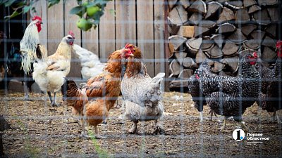 Юный птицевод из Кыштыма рассказал о строительстве нового птичника