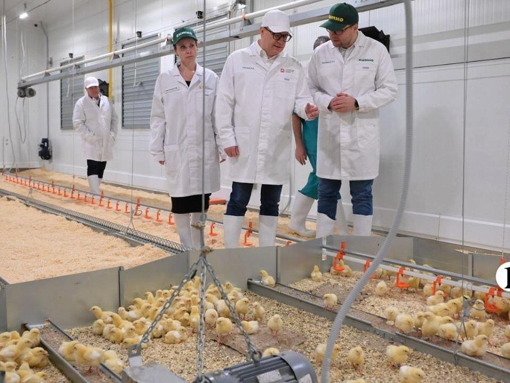 Челябинская область занимает третье место в России по производству куриного яйца