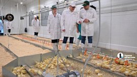 Челябинская область входит в тройку лидеров по производству куриных яиц в России