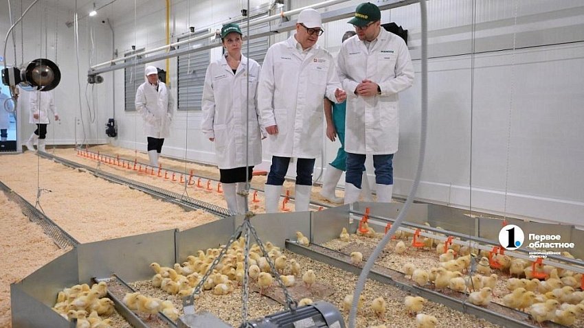 Челябинская область входит в тройку лидеров по производству куриных яиц в России
