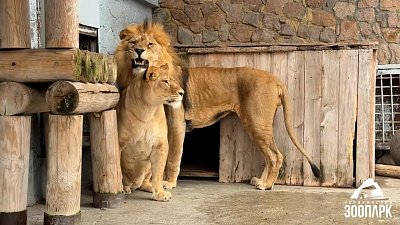 В Челябинском зоопарке львы продолжают гулять в уличном вольере