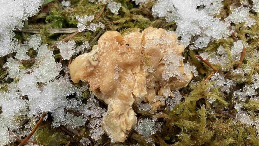 Грибной сезон на Таганае продолжается в начале зимы