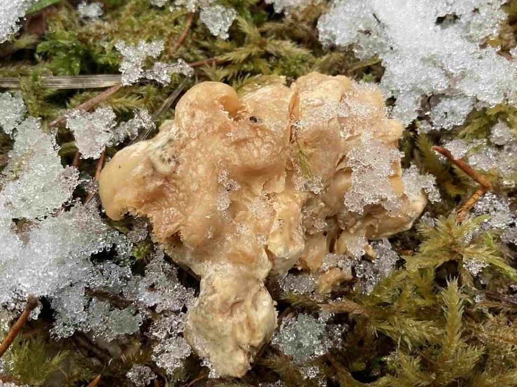 Грибной сезон на Таганае продолжается в начале зимы