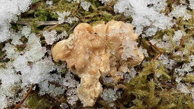 Грибной сезон на Таганае продолжается в начале зимы