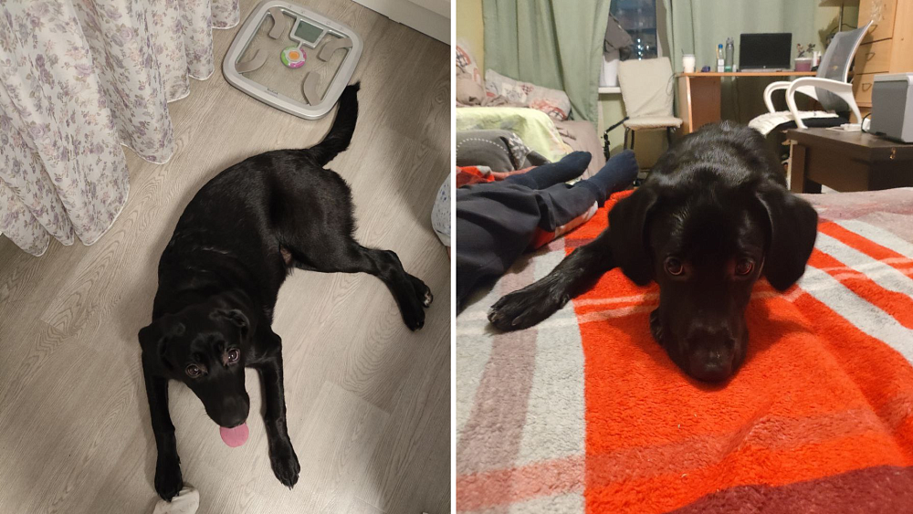 В Челябинске ищут хозяев пятимесячного лабрадора-потеряшки