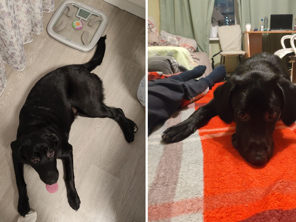 В Челябинске ищут хозяев пятимесячного лабрадора-потеряшки