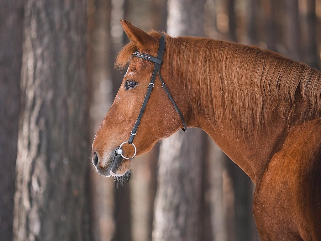 В конном клубе Миасса лошадь погибла от пироплазмоза
