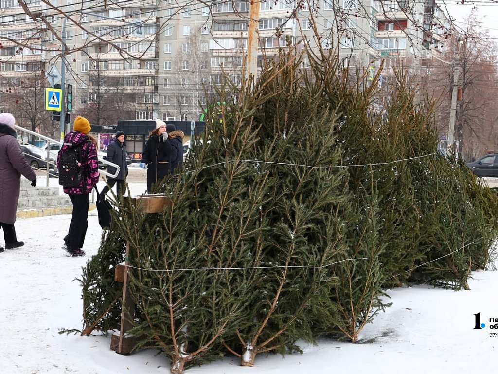 Первые елочные базары откроются в Челябинске 13 декабря