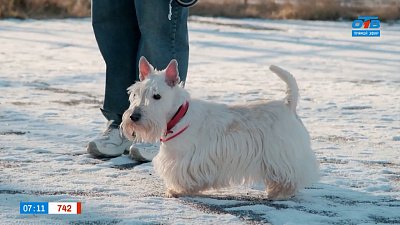 Скотч-терьеры в рубрике «Усы, лапы и хвост»